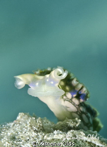 Experimenting with shutter speeds by Ximena Olds 